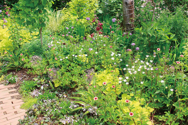 デザインなんて気にしない 宿根草の庭を作る Webカタログ おぎはら植物園